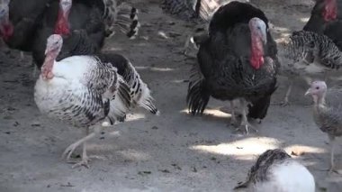 Renkli hindiler güneşli bir öğleden sonra neşe dolu bir çiftlikte özgürce dolaşıyorlar.