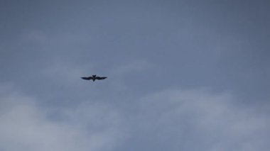 Bulutların üstünde, parlak bir öğleden sonra açık mavi gökyüzünde görkemli bir uçak süzülüyor.