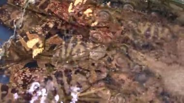 Sakin bir okyanusta renkli mercanların ve deniz yaşamının canlı sualtı dünyasını keşfetmek.