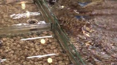 Şafak vakti büyüleyici bir su ortamında suyun dingin dansını ve neşeli damlacıkları deneyin.