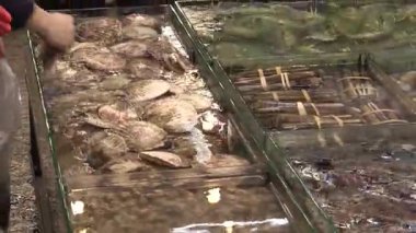 Şafak vakti canlı deniz ürünleri pazarlarını keşfetmek, yetenekli ellerle parlak tanklardan taze avlar seçmek.