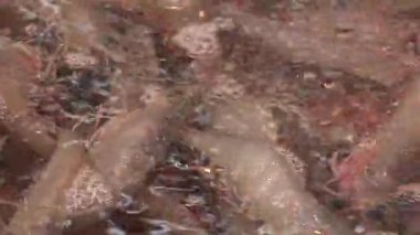 Sakin bir denizde denizanalarının büyüleyici su altı dansı deniz yaşamının harikalarını yakalar.