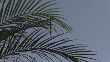 Palmiyelerin altında, sakin bir öğleden sonra gökyüzünde uyanıyorum. Nazik fısıltılar ve hafif meltemlerle dolu.