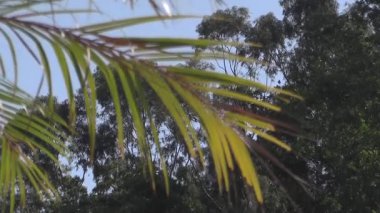 Doğanın canlı duvar halısı güneşin altında dans eder, yemyeşil ormanın yakınındaki açık havanın güzelliğini gösterir.