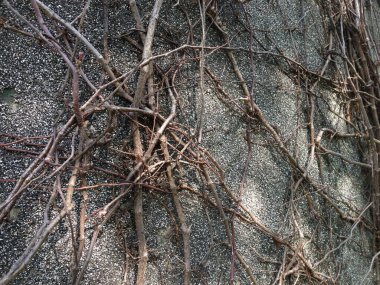 Kuru kahverengi sarmaşıkların yakın çekimi birbirine dolanmış ve dokulu gri bir duvar yüzeyine tırmanıyor..