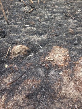 Toprağa kül ve organik döküntülerle karıştırılmış koyu yanık toprak yakın plan..