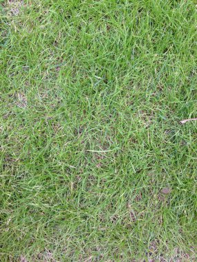 Taze yeşil çim yapraklarının doğal desenli bir yüzey oluşturmasının detaylı görüntüsü..