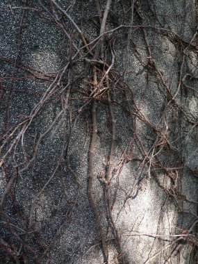 Kuru kahverengi sarmaşıkların yakın çekimi birbirine dolanmış ve dokulu gri bir duvar yüzeyine tırmanıyor..