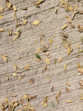 Koyu sarı ve yeşil yaprakların yakın plan görüntüsü desenli gri beton zemine saçılmış..