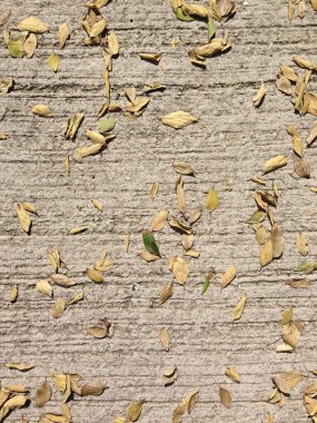 Koyu sarı ve yeşil yaprakların yakın plan görüntüsü desenli gri beton zemine saçılmış..