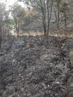 Gün ışığında çıkan yangından sonra yanmış toprak ve yanmış ağaçlarla kaplı bir tepe..