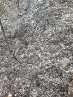 Toprağa kül ve organik döküntülerle karıştırılmış koyu yanık toprak yakın plan..