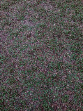 İnce yeşil bıçakları ve altında kuru kahverengi toprağı olan bir ot parçası..