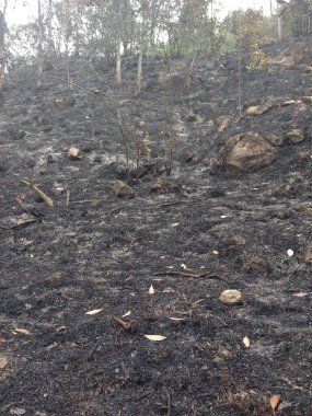 Yanmış toprak, dağılmış kayalar ve orman yangınından sonra yanmış ağaçlarla kaplı bir yamaç..