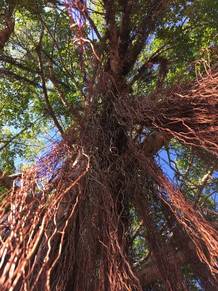Güneş ışığı altında sarkan sayısız uzun kahverengi sarmaşığın olduğu büyük bir ağaç gövdesinin yukarıdan görünüşü.