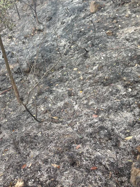 Toprağa kül ve organik döküntülerle karıştırılmış koyu yanık toprak yakın plan..