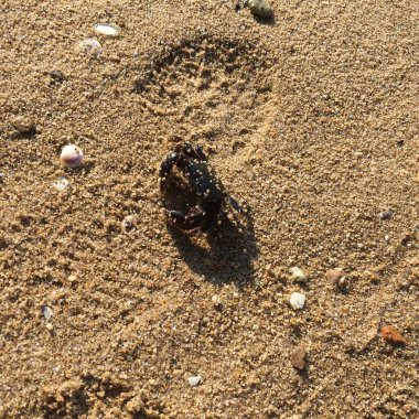 Görünür küçük yengeç ve güneş ışığı altında desenli kum desenleriyle kumlu sahile yakın çekim.