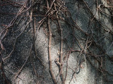 Kuru kahverengi sarmaşıkların yakın çekimi birbirine dolanmış ve dokulu gri bir duvar yüzeyine tırmanıyor..