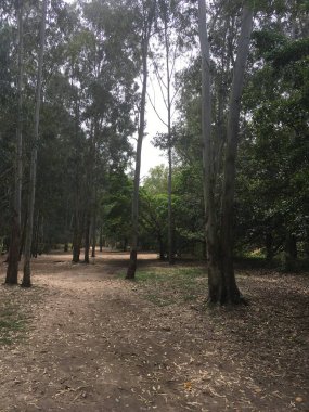 Uzun ağaçlar ve yere saçılmış kuru yapraklarla dolu bir ormanın içinden geçen kirli bir patika..