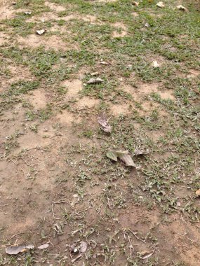 Dağınık yaprakları olan bir çimen parçası. Düz olmayan toprağın üzerinde doğal gün ışığı altında yatıyor..