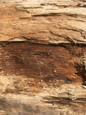 Ahşap bir yüzeye yakın çekim, kabuk soyma katmanları ve toprak tonlarda pürüzlü doku..