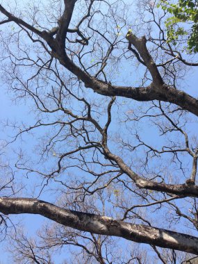 Gün ışığında parlak mavi gökyüzüne doğru uzanan yapraksız ağaç dallarının görüntüsü.