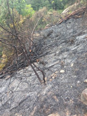 Gün ışığında çıkan yangından sonra yanmış toprak ve yanmış ağaçlarla kaplı bir tepe..