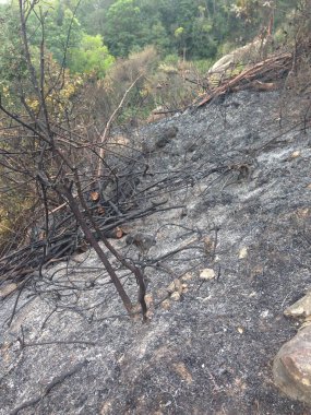 Gün ışığında çıkan yangından sonra yanmış toprak ve yanmış ağaçlarla kaplı bir tepe..