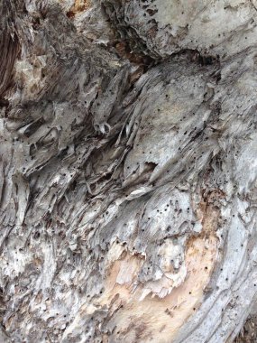 Katmanlı kaba doku ve toprak tonlarını gösteren ağaç kabuğunun ayrıntılı görünümü.