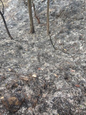 Toprağa kül ve organik döküntülerle karıştırılmış koyu yanık toprak yakın plan..