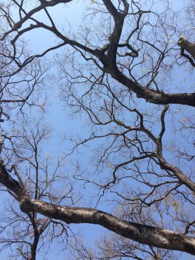Gün ışığında parlak mavi gökyüzüne doğru uzanan yapraksız ağaç dallarının görüntüsü.