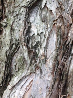 Kaba, katmanlı, doğal çatlaklar ve kabuk soyma bölgelerini gösteren bir ağaç kabuğu..