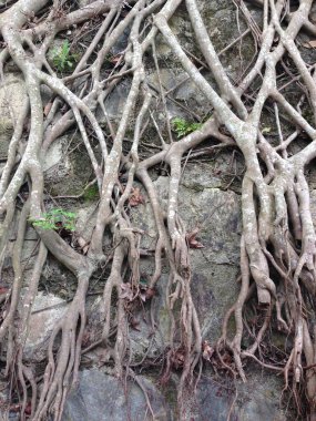 Kayalık bir yüzeye yayılmış sayısız ağaç kökü karmaşık bir doğal şablon oluşturur..
