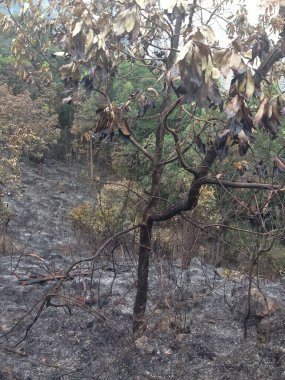 Yanmış yaprakları ve kararmış dalları olan bir ağaç yangından sonra kömürleşmiş bir ormanda duruyor..