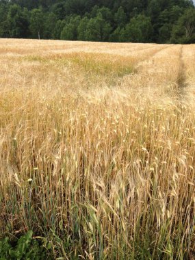 Geniş bir altın buğday tarlası. Uzun sapları ve arka planda yeşil ağaçlar var..
