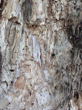 Ağaç kabuğunun doğal çatlakları, delikleri ve katmanlı ahşap yüzeyiyle detaylı bir görüntüsü..