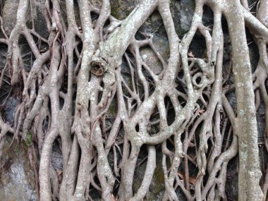 Kayalık bir arka planda birbirine dolanmış kalın ağaç köklerinin detaylı bir görüntüsü.