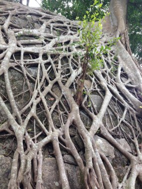 Bir çimenliğin yoğun dokusunu gösteren canlı bir yakın plan fotoğrafı. Sıradan otlar ve toprak örtüsü gibi eğreltiotu karışımı. Tam çerçeve, yukarıdan aşağı manzara bitkilerin küçük, karmaşık yapraklarını ön plana çıkarıyor, mükemmel doğal arka plan.