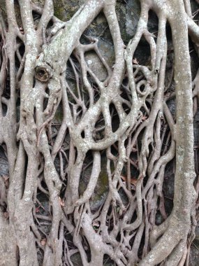 Kayalık bir arka planda birbirine dolanmış kalın ağaç köklerinin detaylı bir görüntüsü.