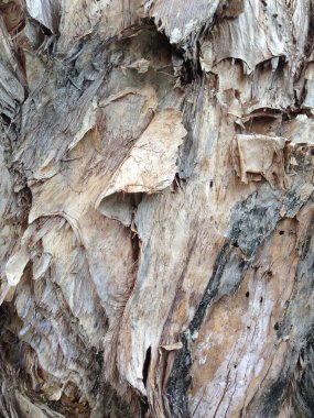 Ayrıntılı ağaç kabuğu manzarası kabuk soyma katmanları ve sert doğal dokusu ile