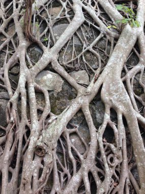 Kalın ağaç kökleri, engebeli bir taş duvar yüzeyinde yayılıyor ve iç içe geçiyor.