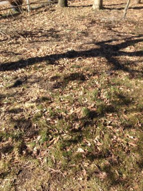 Kuru yapraklar ve ağaç gölgeleriyle kaplı zemin dokulu bir doğal manzara yaratıyor.