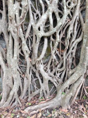 Kalın ağaç kökleri, engebeli bir taş duvar yüzeyinde yayılıyor ve iç içe geçiyor.