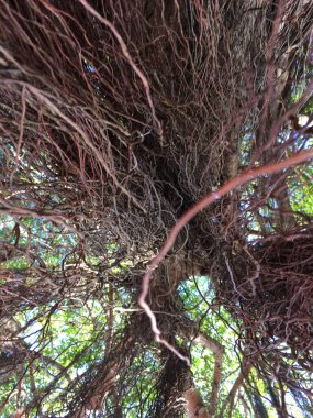 Karmaşık ağaç kökleri güneş ışığı altında karmaşık doğal desenler oluşturuyor.