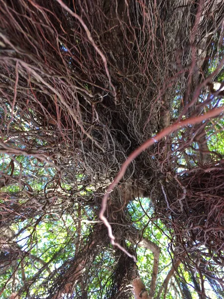 Karmaşık ağaç kökleri güneş ışığı altında karmaşık doğal desenler oluşturuyor.