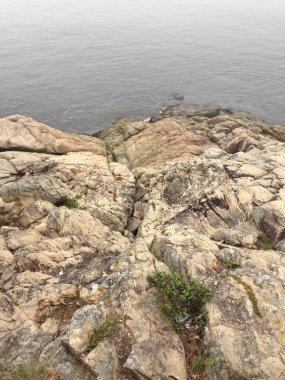 Sakin okyanus suyu ve dağınık bitki örtüsüyle engebeli kayalık kıyı şeridi