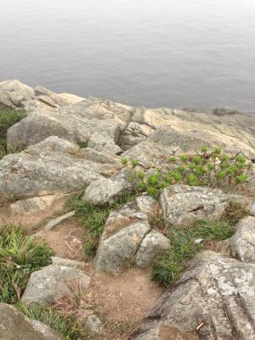 Suyun yanındaki yeşil bitkilerle kayalık kıyı bölgesi.