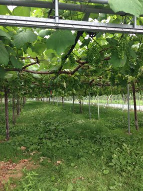 Metalik bir gözlem güvertesine uzanan çimenli bir yamaç berrak gökyüzünün altında açık mavi bir okyanusun yanında..