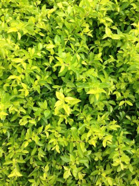 Taze yapraklar ve doğal dokudan oluşan yoğun yeşil bir çalılığın detaylı bir görüntüsü..