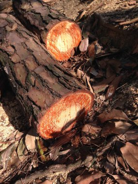 Birkaç büyük taze karides ve bir parça bifteğin açık hava barbekü ocağında ızgarada pişirildiği yakın bir yatay fotoğraf. Görüntü, deniz ürünlerinin canlı kırmızı ve turuncu renklerini ve metal tel askıdaki eti yakalıyor.,